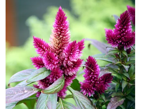 Celosia argentea