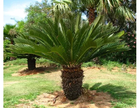 Cycas pianta
