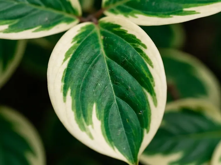Corniolo foglie variegate