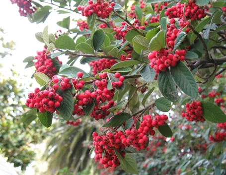Bacche cotoneaster lacteus