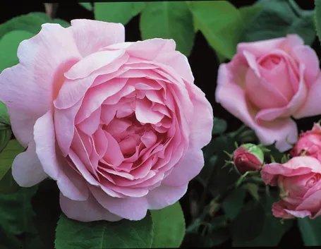 Rose inglesi