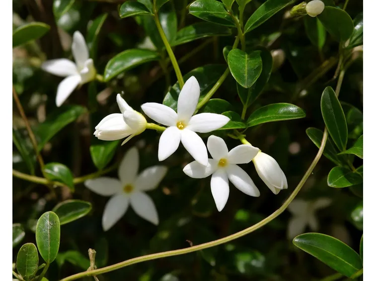 Gelsomino officinale