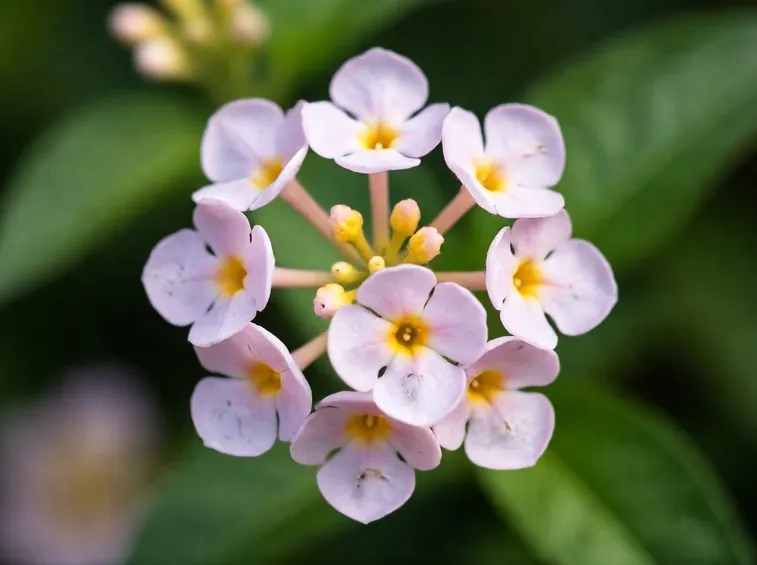 Lantana  