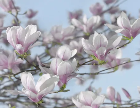 magnolia 