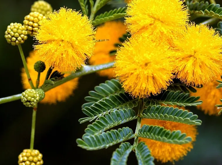 Mimosa  