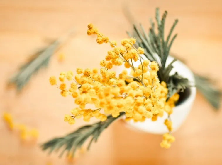 Mimosa  