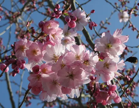 Prunus