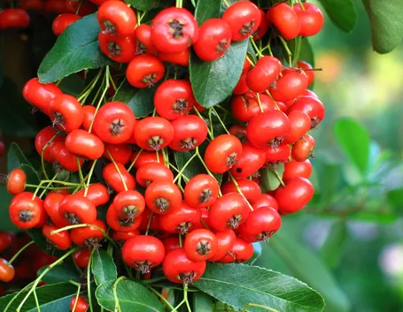 Pyracantha e Cotoneaster 