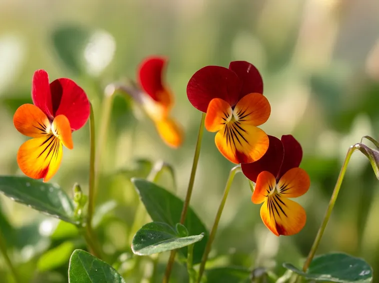 Viola  