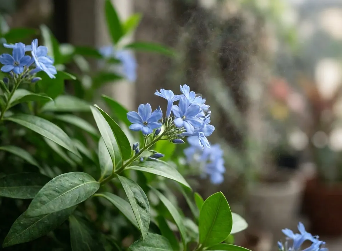 plumbago