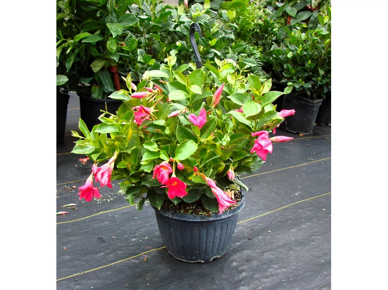 Dipladenia