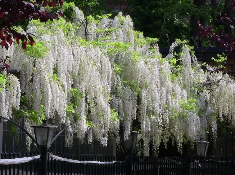 Glicine bianco