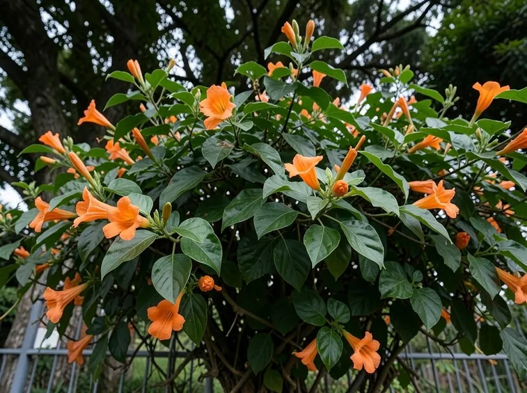 Cespuglio bignonia