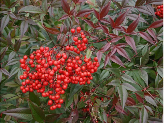 Bacche di nandina