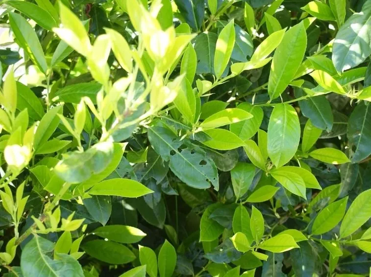 Siepe di lauroceraso
