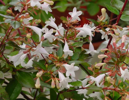 abelia 