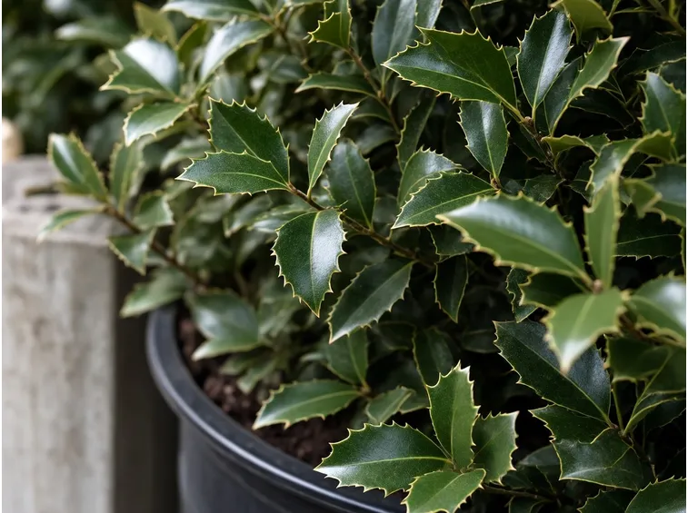 Concimazione agrifoglio