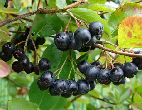 Aronia