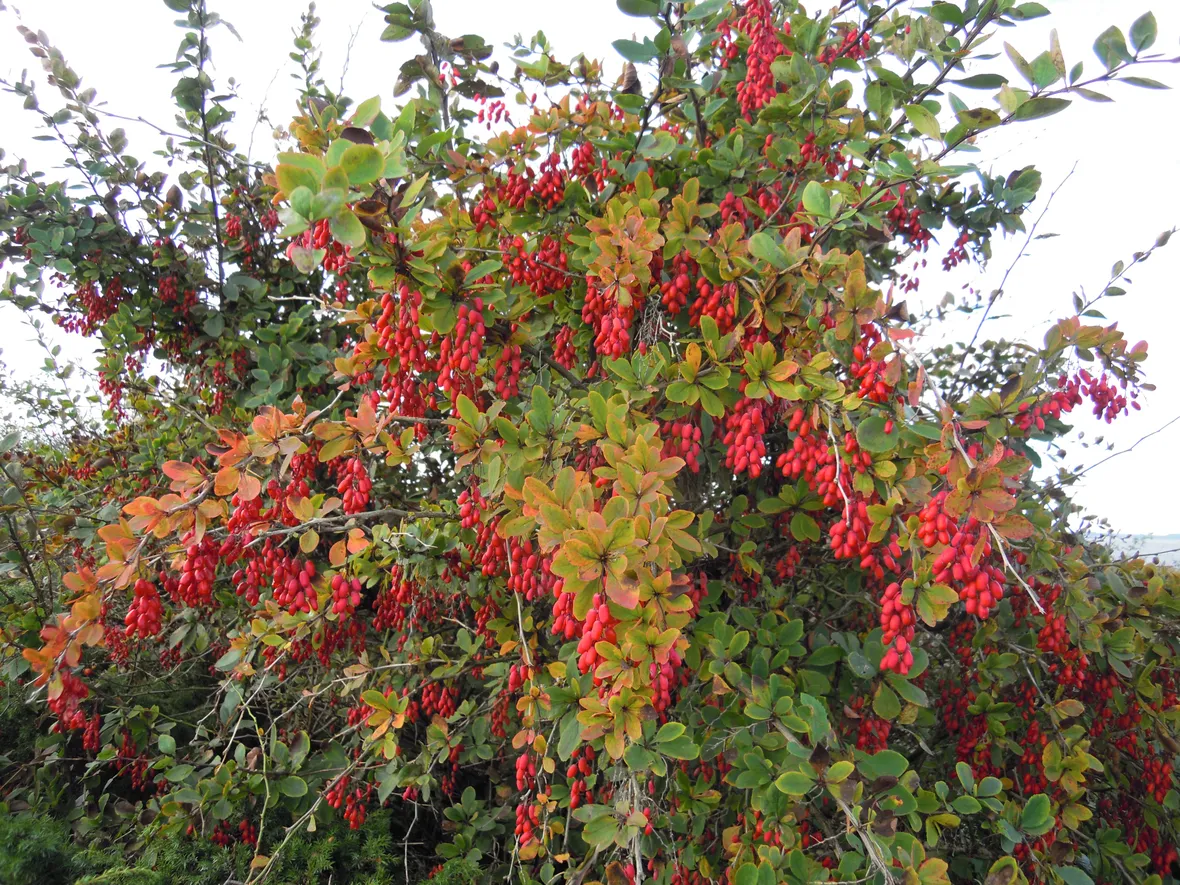 berberis  vulgaris