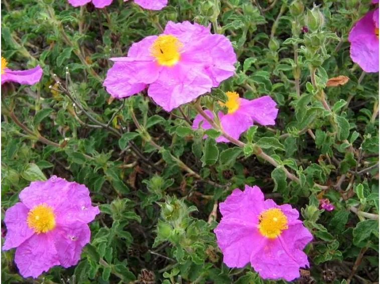 cistus creticus