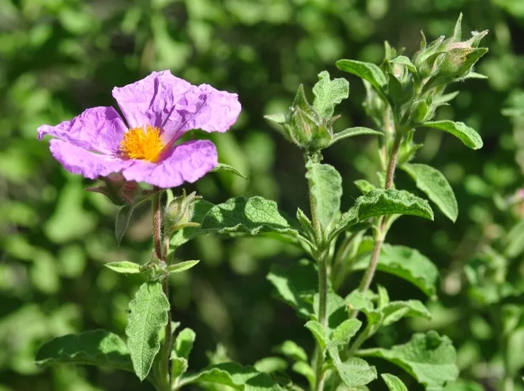 cistus creticus