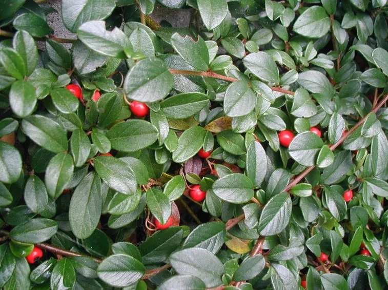 cotoneaster dammeri frieders evergreen