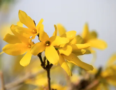 forsythia