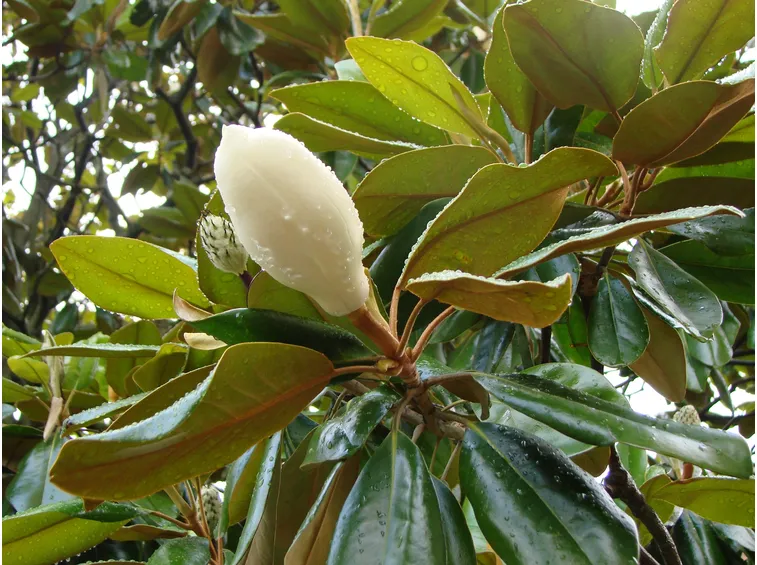 magnolia grandiflora