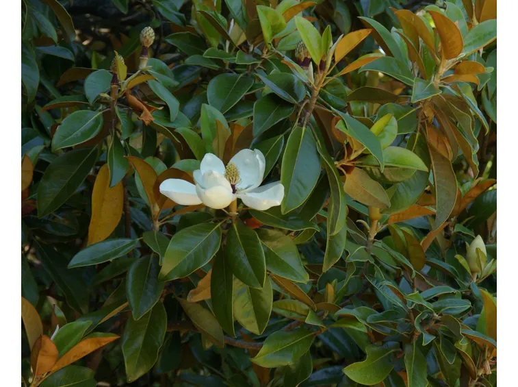 magnolia sieboldii