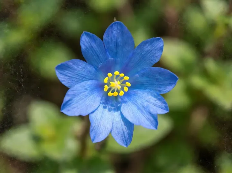 meconopsis 