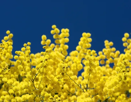 Mimosa  