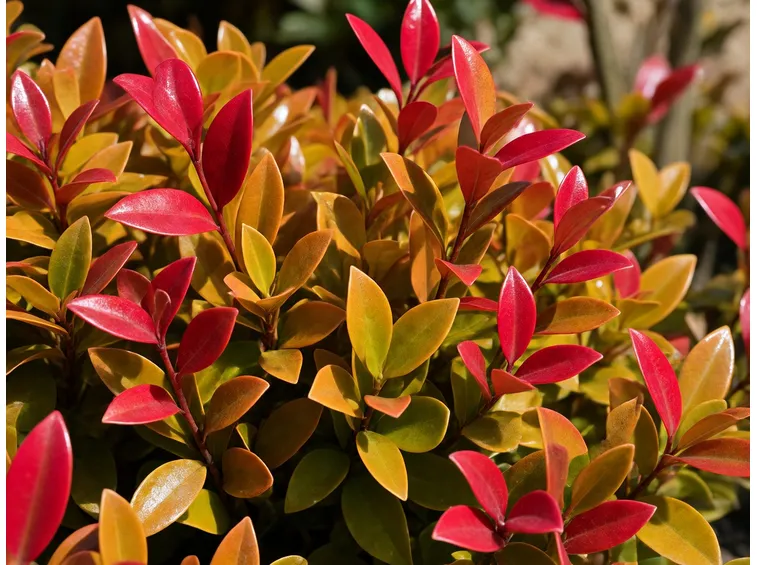 nandina
