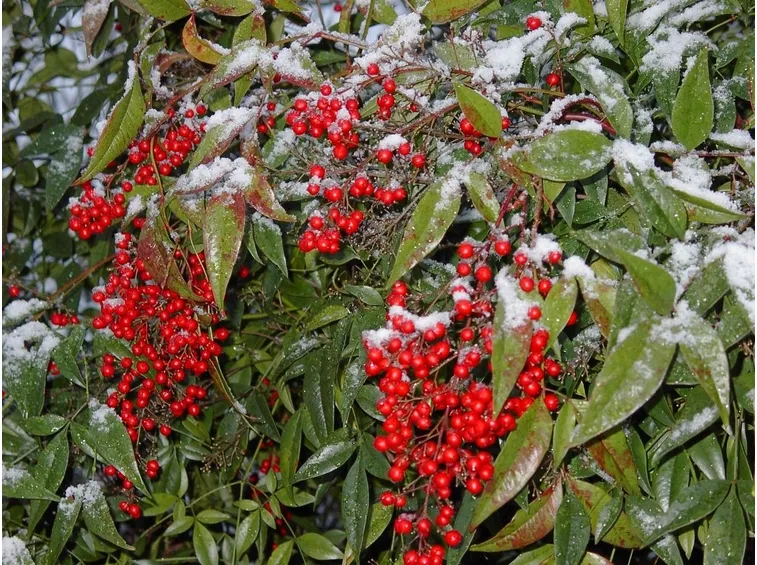 nandina domestica