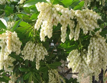 Pieris