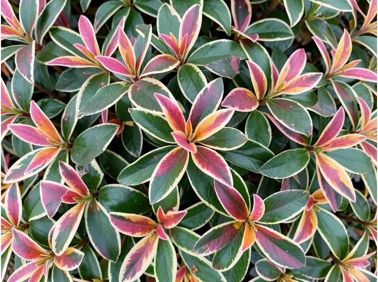 Pieris 