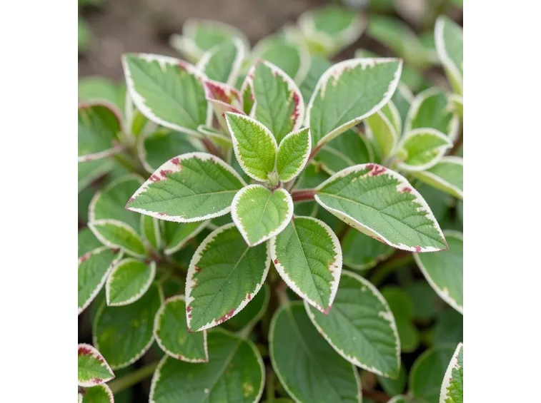 Pieris 