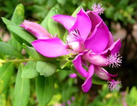 Poligala myrtifolia