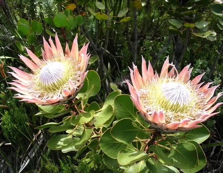 Protea