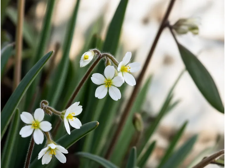saxifraga granulata