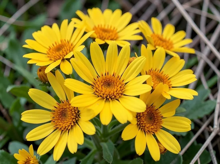 Cineraria  