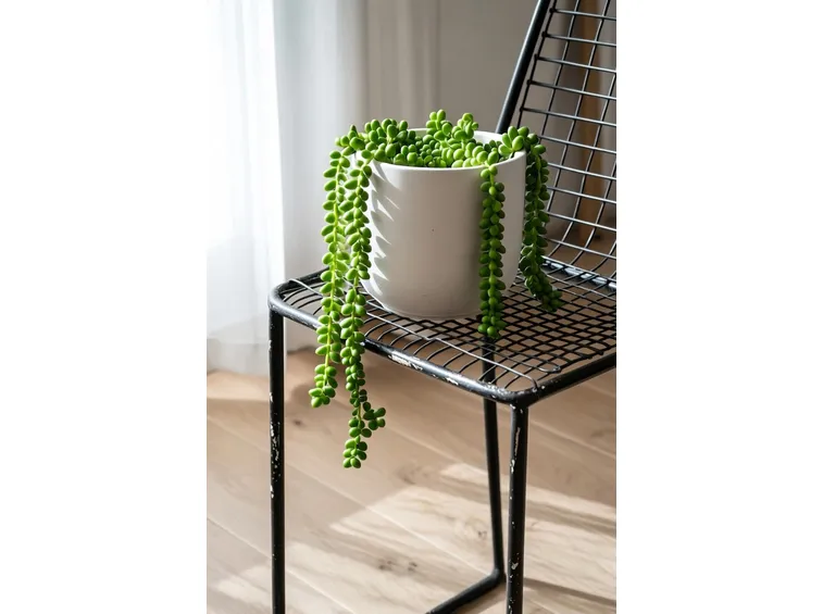 senecio