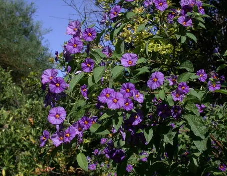 Solanum