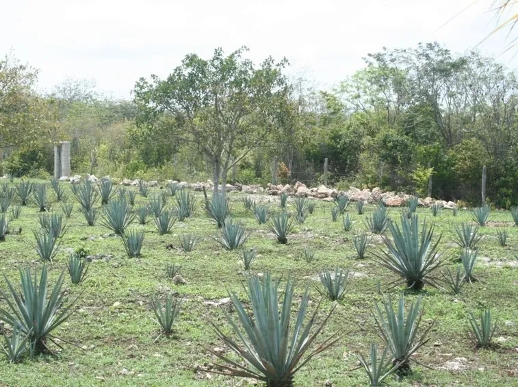 agave per tequila