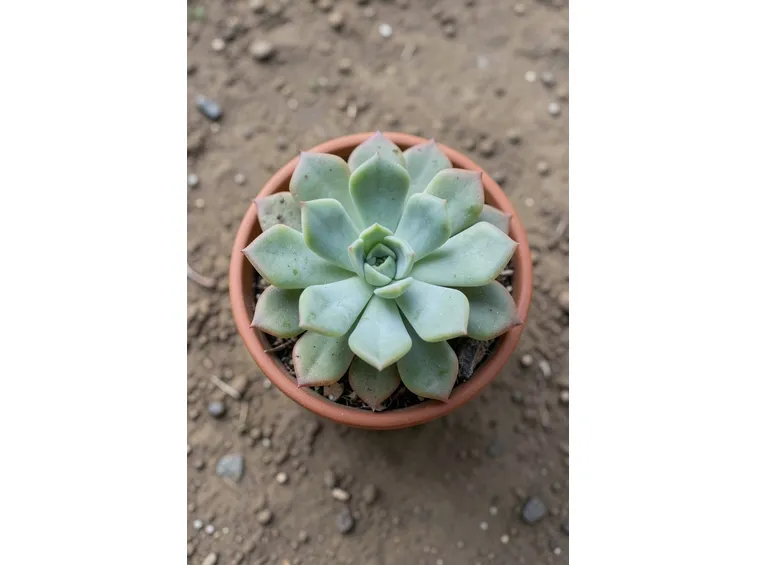 Eonium  