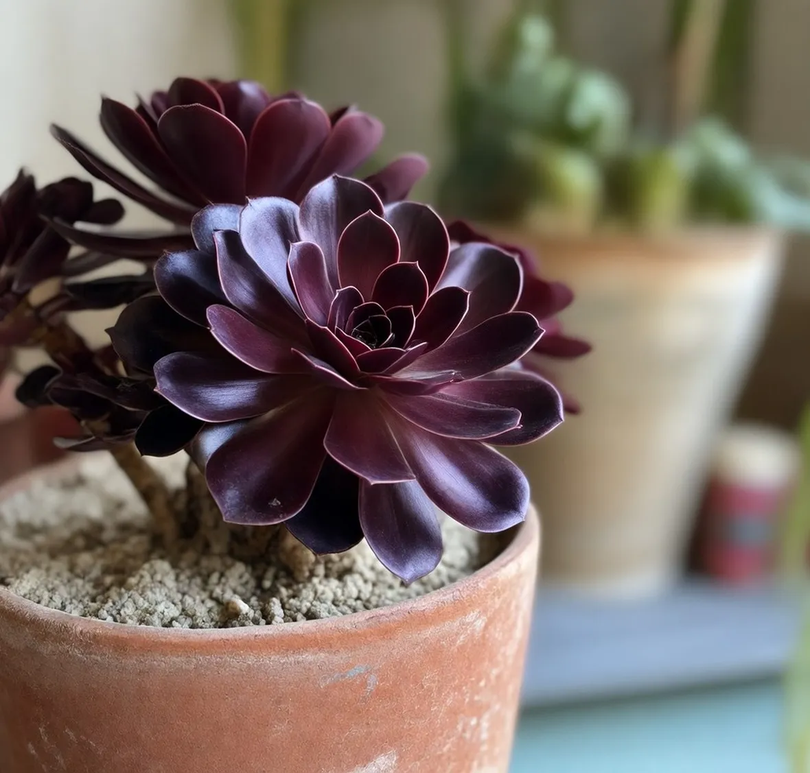 Eonium  