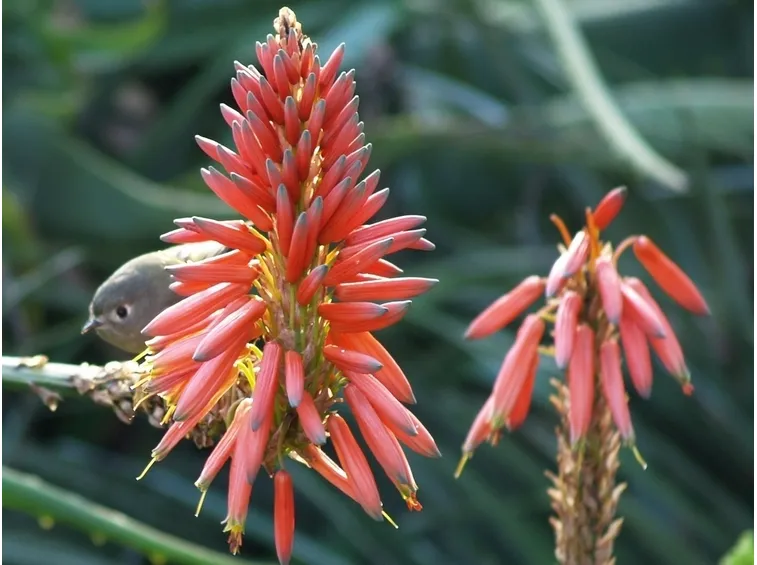 Aloe arborescens 