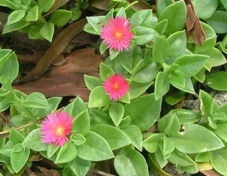 aptenia