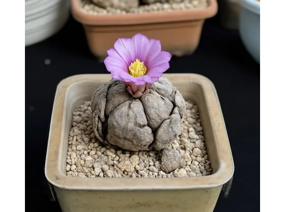 ariocarpus fissuratus 