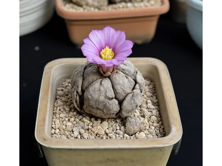 ariocarpus fissuratus 