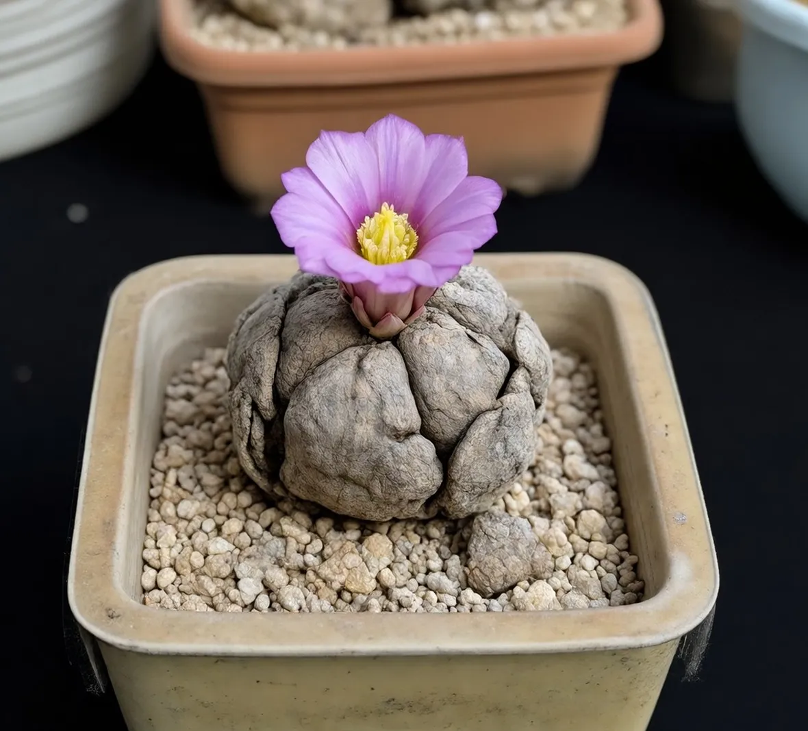 ariocarpus fissuratus 